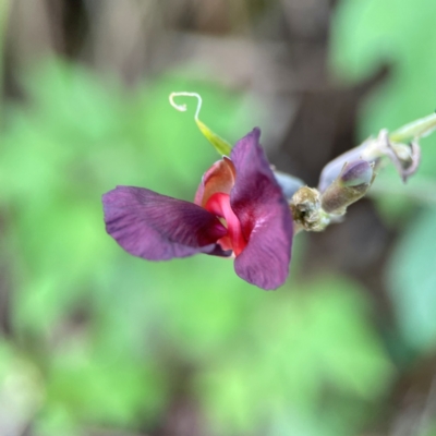 Macroptilium atropurpureum at Burleigh Heads, QLD - 15 Jun 2024 by Hejor1