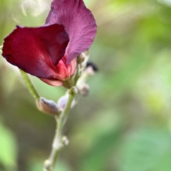 Macroptilium atropurpureum at Burleigh Head National Park - 15 Jun 2024