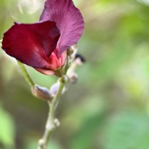 Macroptilium atropurpureum at Burleigh Head National Park - 15 Jun 2024