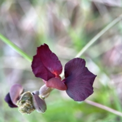 Macroptilium atropurpureum at Burleigh Head National Park - 15 Jun 2024 03:49 PM