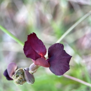 Macroptilium atropurpureum at Burleigh Head National Park - 15 Jun 2024