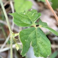 Macroptilium atropurpureum at Burleigh Head National Park - 15 Jun 2024