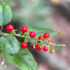 Rivina humilis at Burleigh Heads, QLD - 15 Jun 2024 by Hejor1