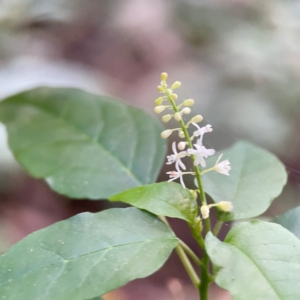 Rivina humilis at Burleigh Head National Park - 15 Jun 2024