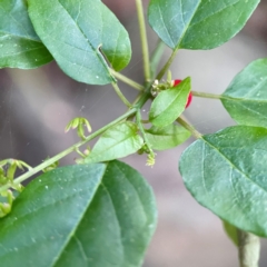 Rivina humilis at Burleigh Head National Park - 15 Jun 2024