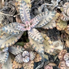 Crassula sp. at Burleigh Heads, QLD - 15 Jun 2024 by Hejor1