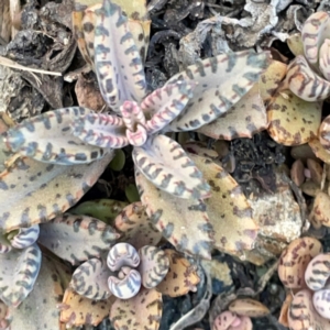 Kalanchoe × houghtonii at Burleigh Head National Park - suppressed