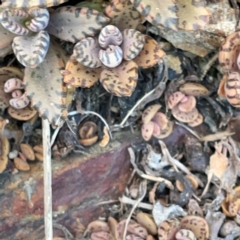 Kalanchoe × houghtonii at Burleigh Head National Park - suppressed