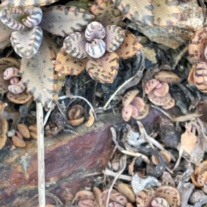 Kalanchoe × houghtonii at Burleigh Head National Park - 15 Jun 2024