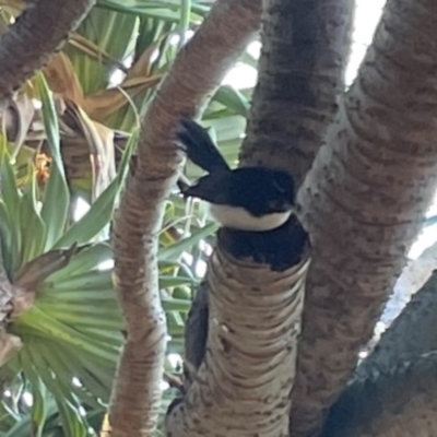 Rhipidura leucophrys (Willie Wagtail) at suppressed - 15 Jun 2024 by Hejor1