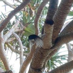 Rhipidura leucophrys at Burleigh Head National Park - 15 Jun 2024