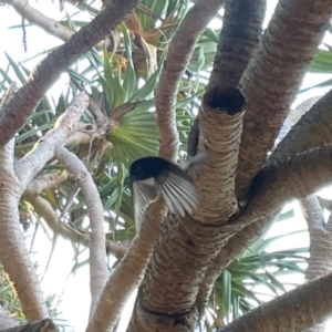 Rhipidura leucophrys at Burleigh Head National Park - 15 Jun 2024 04:04 PM