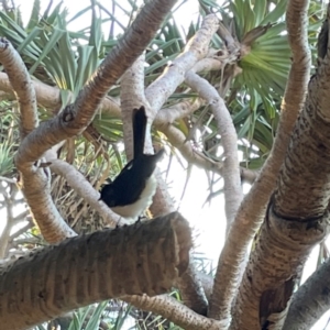 Rhipidura leucophrys at Burleigh Head National Park - 15 Jun 2024