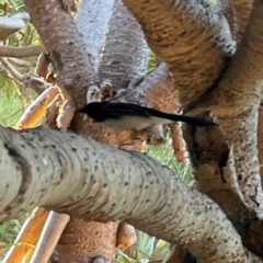 Rhipidura leucophrys at Burleigh Head National Park - 15 Jun 2024