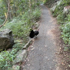 Alectura lathami (Australian Brush-turkey) at suppressed - 15 Jun 2024 by Hejor1