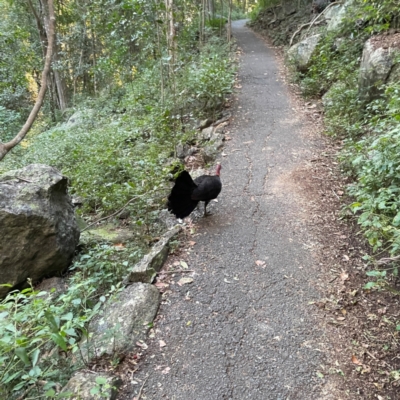 Alectura lathami (Australian Brush-turkey) at Burleigh Head National Park - 15 Jun 2024 by Hejor1