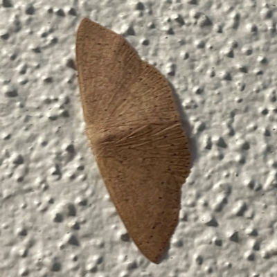 Cyclophora obstataria (A geometer moth) at Burleigh Heads, QLD - 15 Jun 2024 by Hejor1