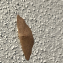 Cyclophora obstataria at Burleigh Heads, QLD - 15 Jun 2024 05:04 PM