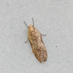 Philobota (genus) at Burleigh Heads, QLD - 15 Jun 2024 by Hejor1