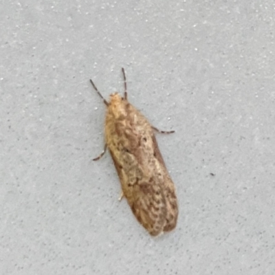 Philobota (genus) (Unidentified Philobota genus moths) at Burleigh Heads, QLD - 15 Jun 2024 by Hejor1