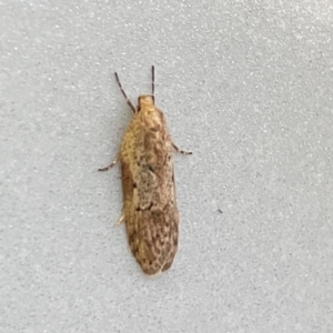 Philobota (genus) at Burleigh Heads, QLD - 15 Jun 2024 05:05 PM