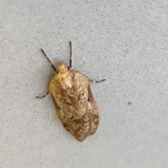 Philobota (genus) at Burleigh Heads, QLD - 15 Jun 2024 05:05 PM