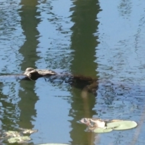 Crocodylus johnstoni at Drysdale River National Park - 26 Jun 2017 09:11 AM