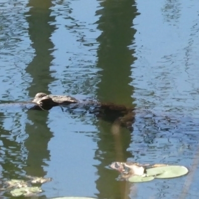 Crocodylus johnstoni (Freshwater Crocodile) at Drysdale River National Park - 25 Jun 2017 by MB