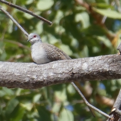 Geopelia cuneata (Diamond Dove) at Drysdale River National Park - 26 Jun 2017 by MB