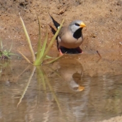 Poephila acuticauda (Long-tailed Finch) at Drysdale River, WA - 26 Jun 2017 by MB