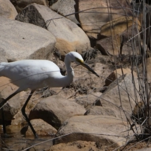 Egretta garzetta at Drysdale River National Park - 26 Jun 2017