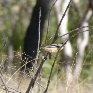 Pardalotus striatus at Drysdale River National Park - 26 Jun 2017