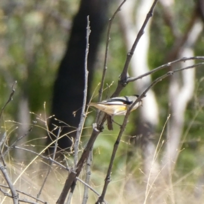 Pardalotus striatus (Striated Pardalote) at Drysdale River National Park - 26 Jun 2017 by MB