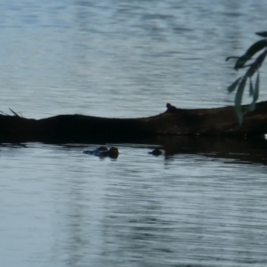 Crocodylus johnstoni at Drysdale River, WA - 26 Jun 2017