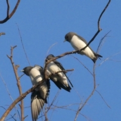 Artamus leucorynchus (White-breasted Woodswallow) at Drysdale River National Park - 26 Jun 2017 by MB