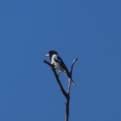 Cracticus nigrogularis (Pied Butcherbird) at Drysdale River, WA - 28 Jun 2017 by MB