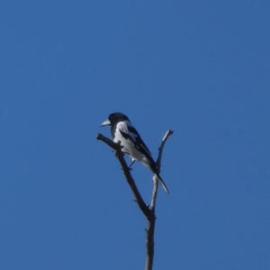 Cracticus nigrogularis at Drysdale River, WA - 29 Jun 2017 08:18 AM