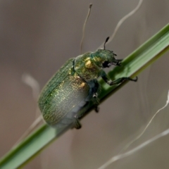 Diphucephala sp. (genus) (Green Scarab Beetle) at Uriarra Recreation Reserve - 17 Nov 2023 by KorinneM