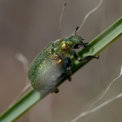 Diphucephala sp. (genus) (Green Scarab Beetle) at Strathnairn, ACT - 17 Nov 2023 by KorinneM