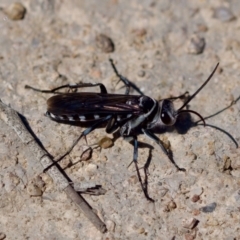 Turneromyia sp. (genus) (Zebra spider wasp) at Uriarra Recreation Reserve - 17 Nov 2023 by KorinneM