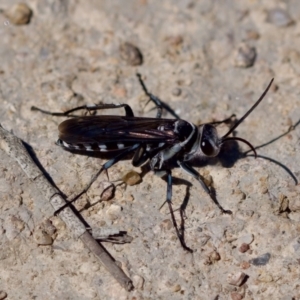 Turneromyia sp. (genus) at Uriarra Recreation Reserve - 17 Nov 2023 11:21 AM