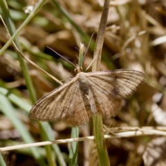 Scopula rubraria (Reddish Wave, Plantain Moth) at Strathnairn, ACT - 17 Nov 2023 by KorinneM