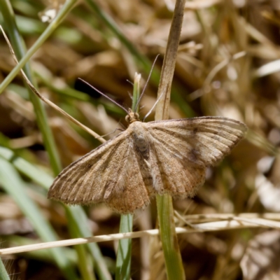 Scopula rubraria (Reddish Wave, Plantain Moth) at Strathnairn, ACT - 17 Nov 2023 by KorinneM