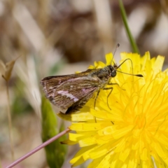 Taractrocera papyria (White-banded Grass-dart) at Strathnairn, ACT - 17 Nov 2023 by KorinneM