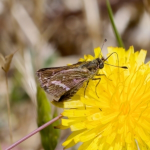 Taractrocera papyria at Uriarra Recreation Reserve - 17 Nov 2023