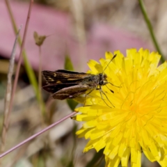 Taractrocera papyria at Uriarra Recreation Reserve - 17 Nov 2023