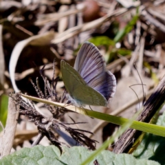 Zizina otis (Common Grass-Blue) at Uriarra Recreation Reserve - 17 Nov 2023 by KorinneM