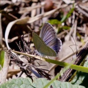 Zizina otis at Uriarra Recreation Reserve - 17 Nov 2023 11:27 AM