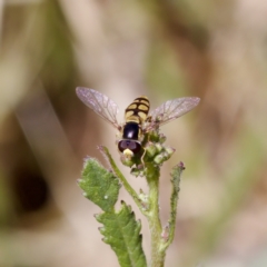 Simosyrphus grandicornis (Common hover fly) at Strathnairn, ACT - 17 Nov 2023 by KorinneM