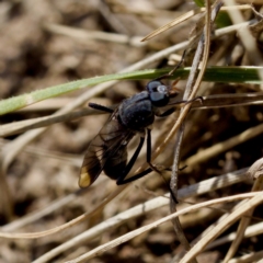 Ectinorhynchus sp. (genus) (A Stiletto Fly) at Uriarra Recreation Reserve - 17 Nov 2023 by KorinneM